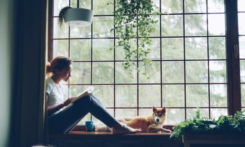 pets allowed rent apartment with happy dog - pets allowed rent
