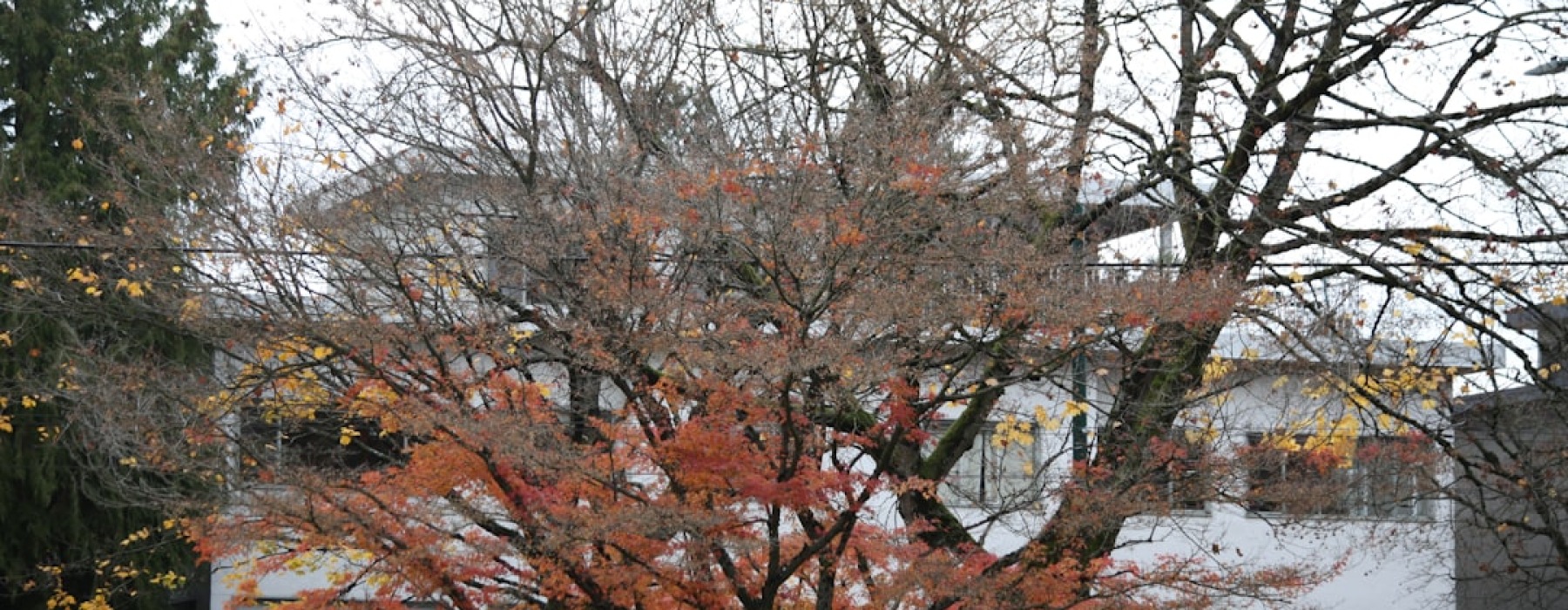 Maple View Apartments - maple view apts