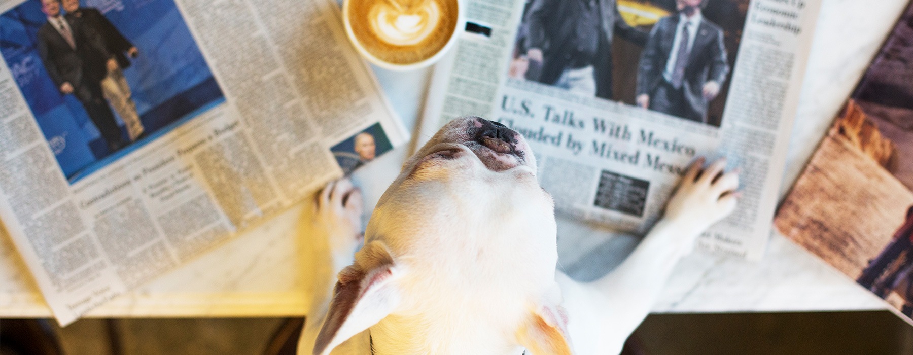 lifestyle image of a dog sitting in front of newspaper and beside a coffee